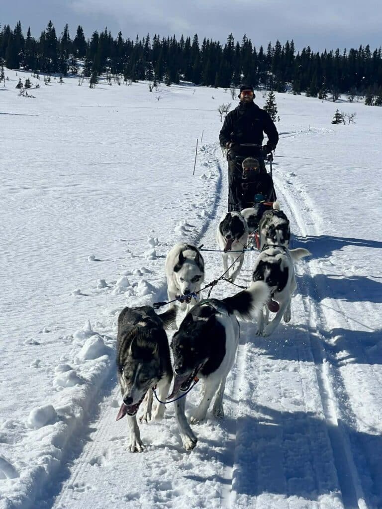 ae6a1ff2-d6d0-47c7-907a-3d0a505827d7 En person kjører hundeslede trukket av seks hunder gjennom et snødekt landskap med trær i bakgrunnen.